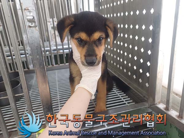 한국동물구조관리협회_441560202400810